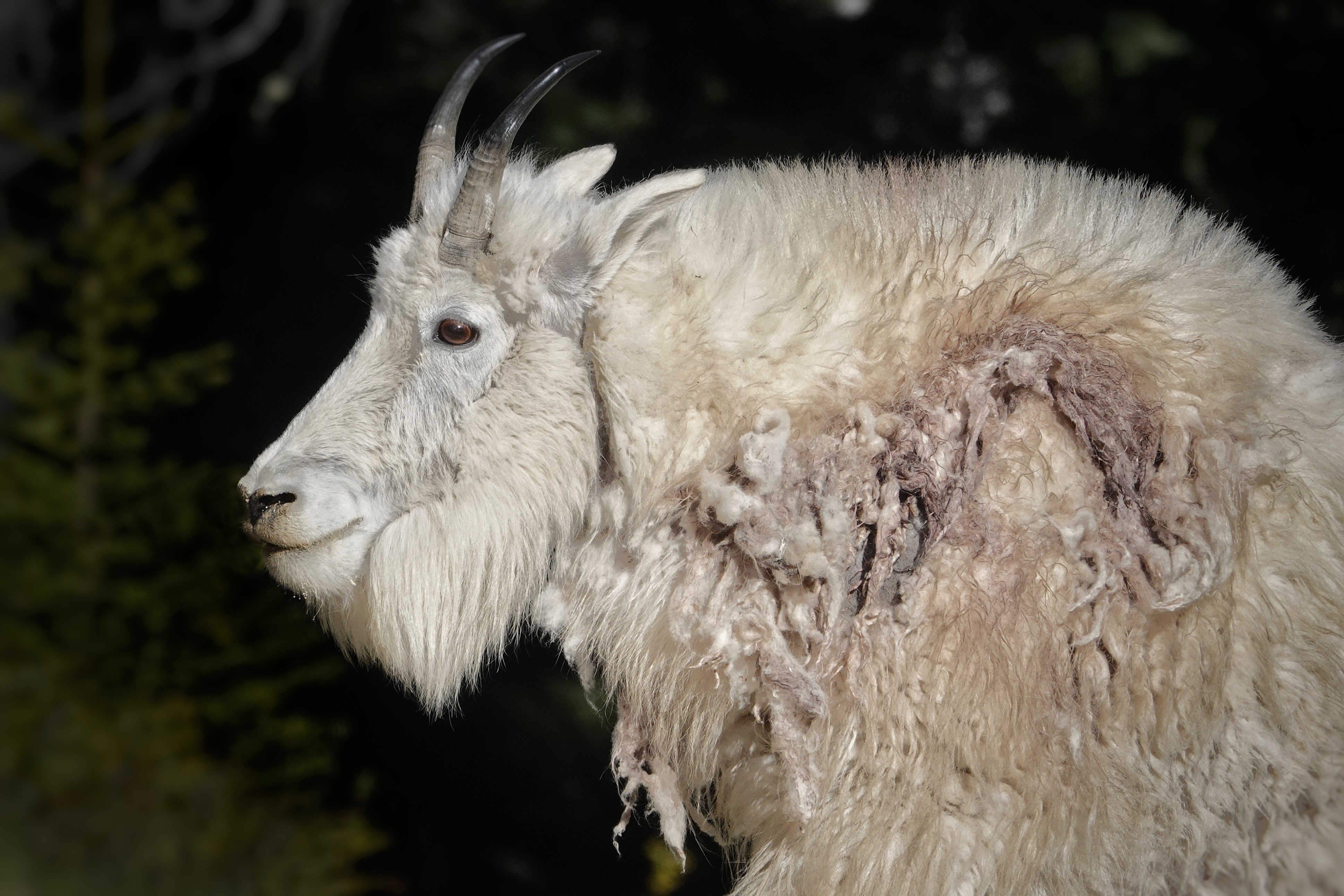Chèvre de montagne dans les Rocheuses canadiennes